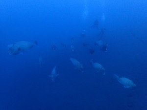 pa240690